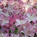 LV国际H5:推动奢侈品数字化转型的重要工具 jjj62lf