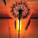 LV国际的限量版产品:收藏价值与意义 ssupm