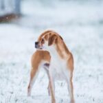 lv国际娱乐的夜生活:尽享狂欢与激情 y2bxe909kc